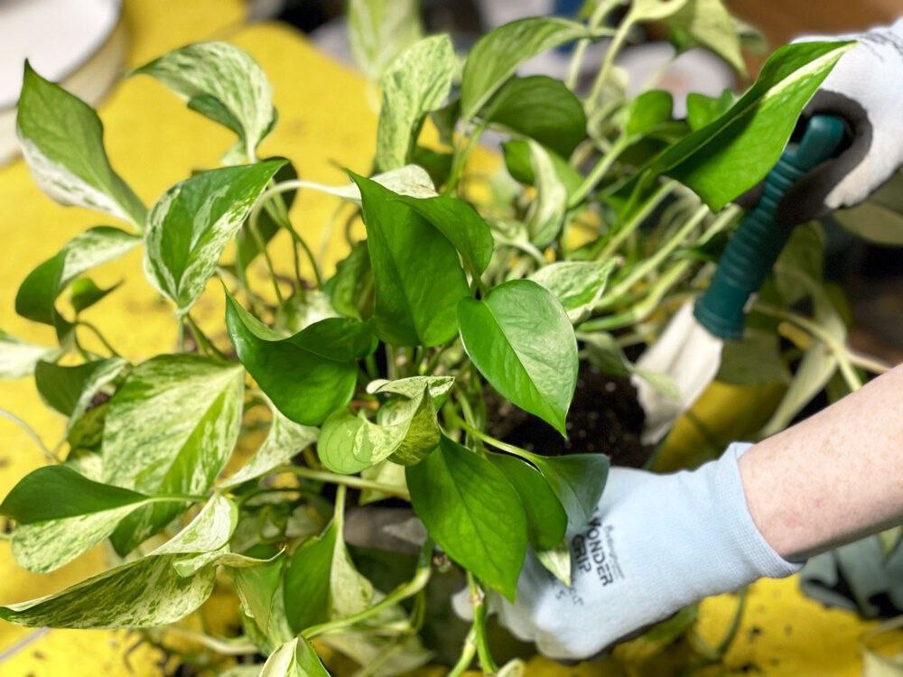 آماده‭ ‬سازی‭ ‬گیاهان‭ ‬برای‭ ‬فصل‭ ‬بهار